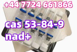Factory Supply Nicotinamide Adenine cas 53-84